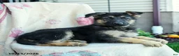 German Shepherd dogs for sale: Aria - Ad 5