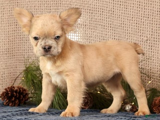 French Bulldog dogs Avril - Ad 27