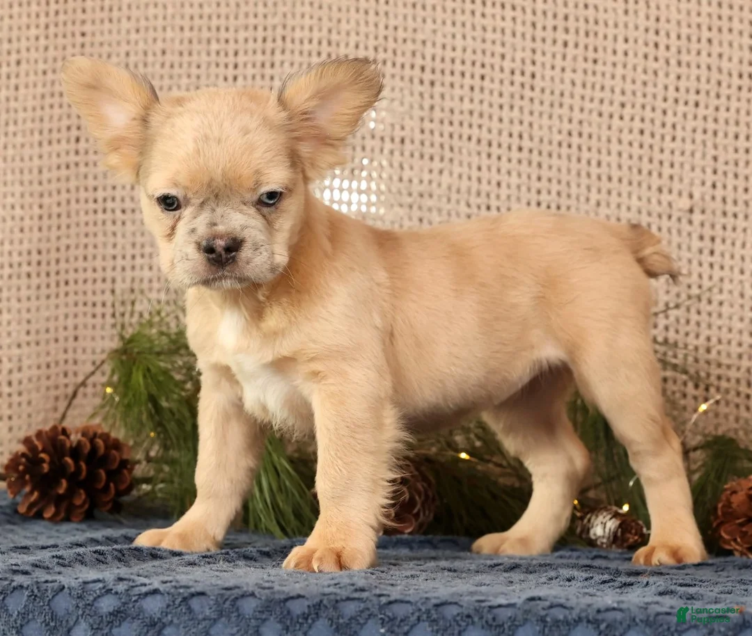 French Bulldog dogs for sale: Avril - Ad 3