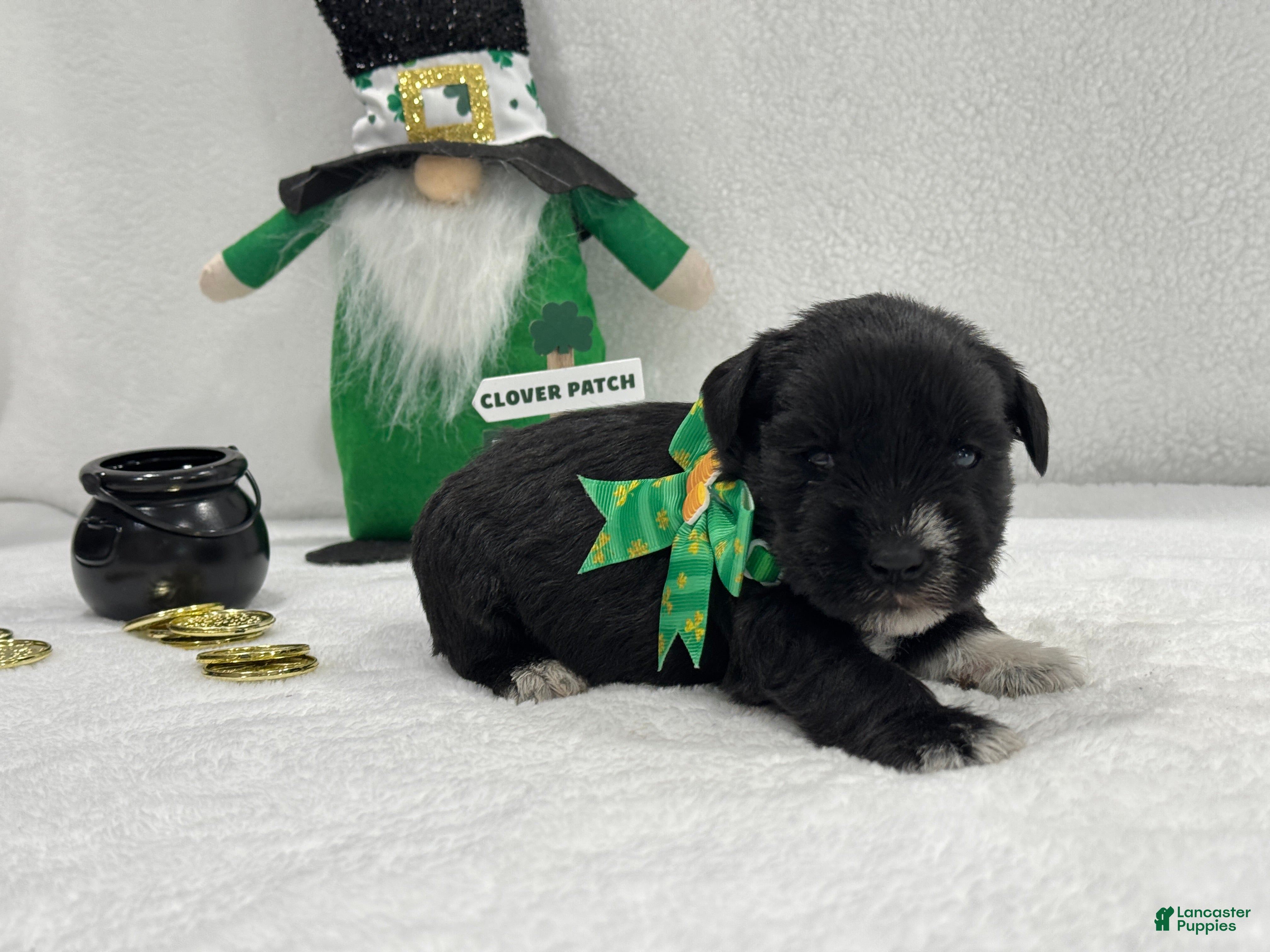 Miniature Schnauzer dogs Paisley Male 2 - Ad 6