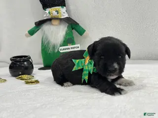 Miniature Schnauzer dogs Paisley Male 2 - Ad 6