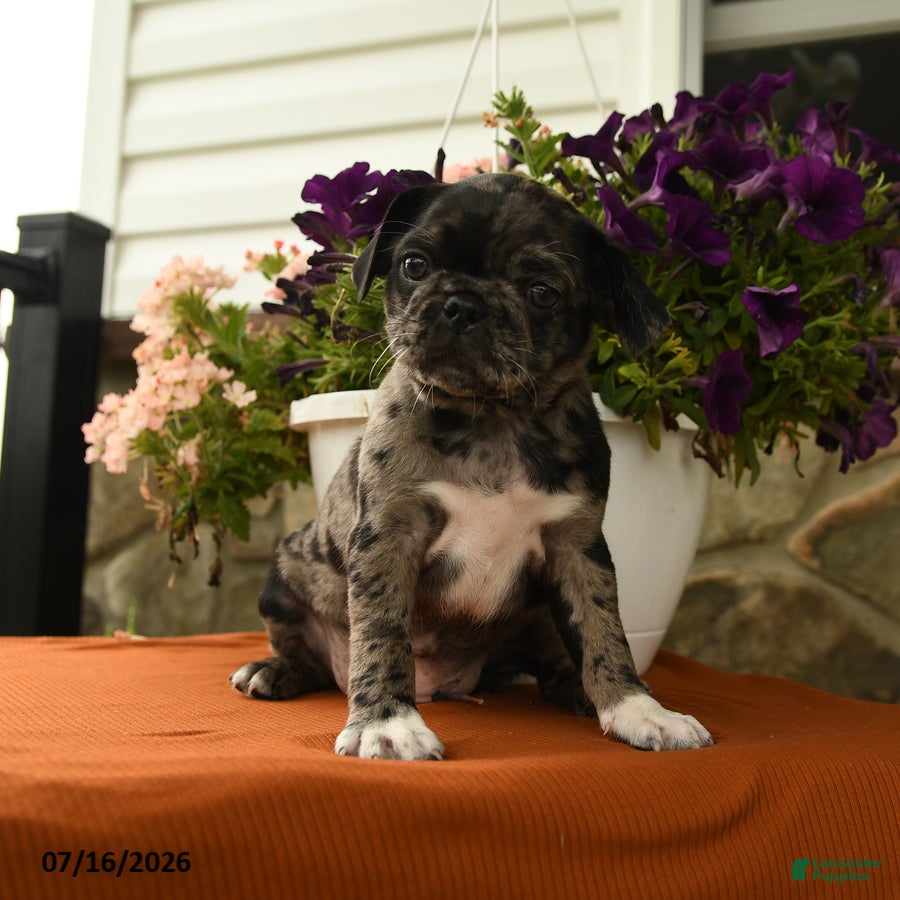 Pug dogs Agnes - Ad 1