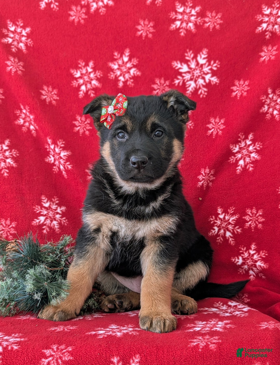 German Shepherd dogs for sale: Clarissa - Ad 2