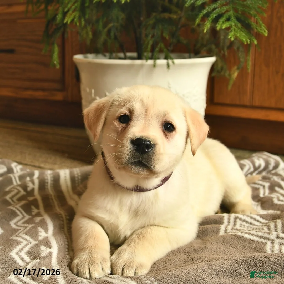 Labrador Retriever dogs for sale: Georgia - Ad 2