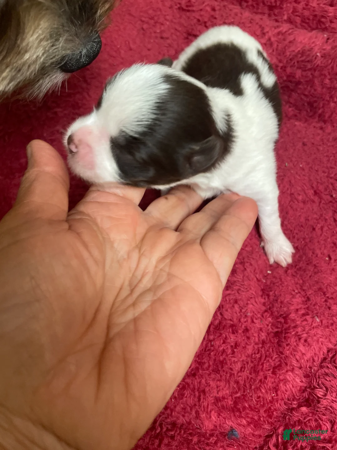 Yorkshire Terrier dogs for sale: Yorkshire Terrier 1 - Ad 1