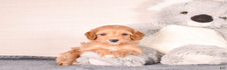 Cavapoo dogs for sale: Smitty - Ad 2