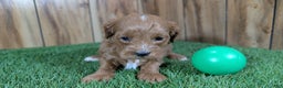 Cavapoo dogs for sale: Mabeline Boy 2 - Ad 2