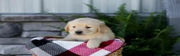 Golden Retriever dogs for sale: Boone - Ad 6