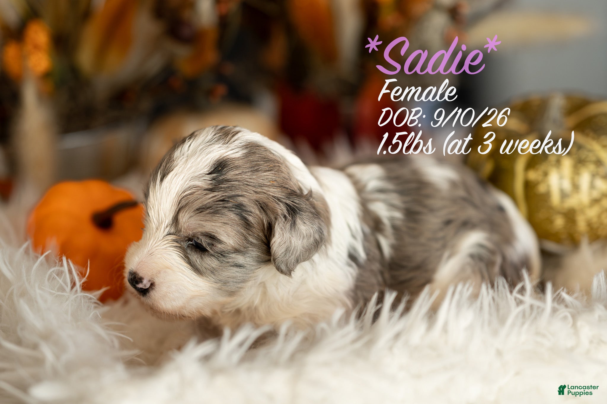 Sadie