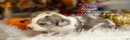 Bernedoodle dogs for sale: Sadie - Ad 1