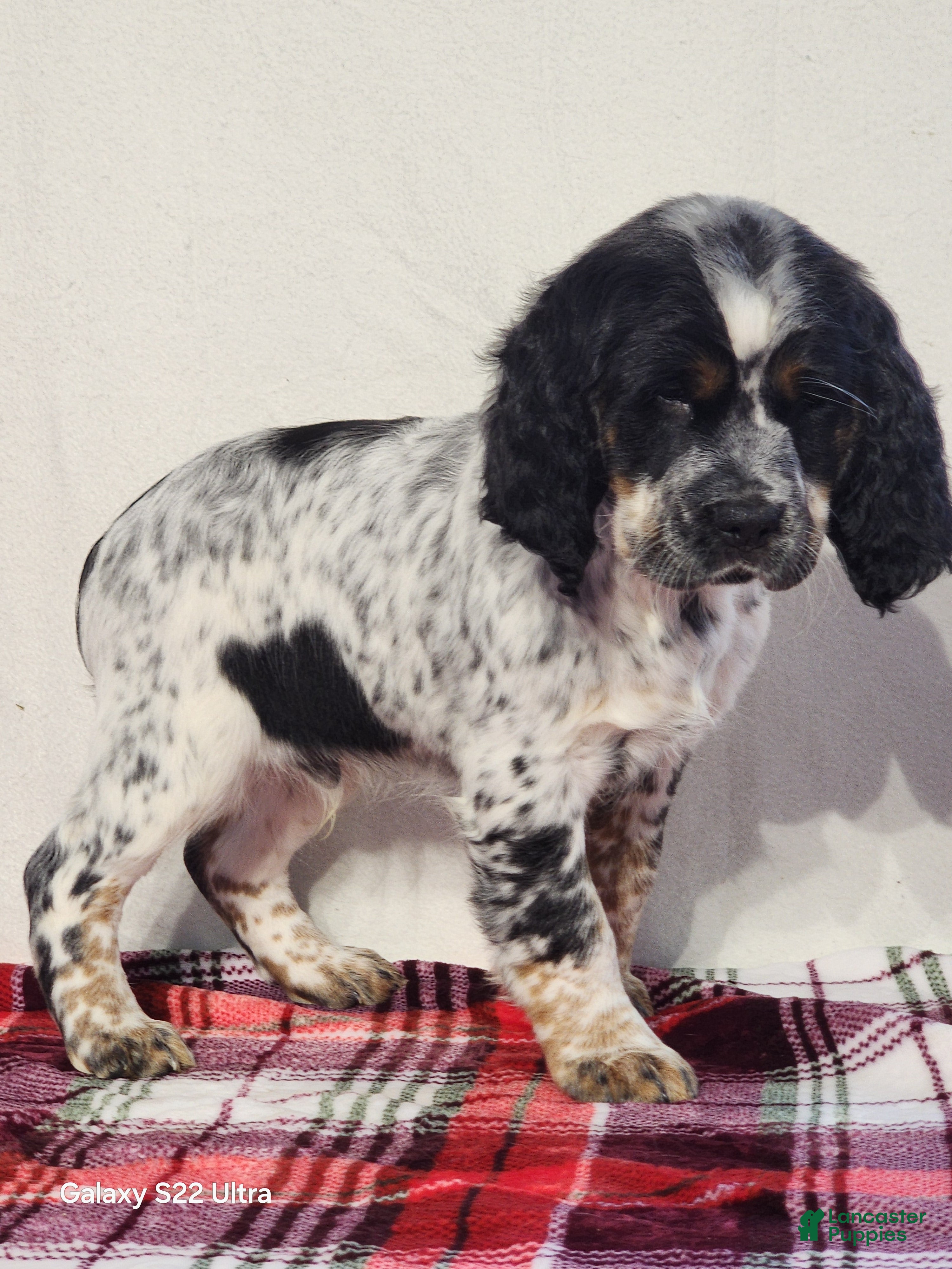 English Springer Spaniel dogs Mack - Ad 17