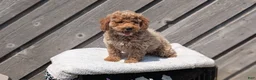 Miniature Poodle dogs for sale: Roscoe - Ad 2