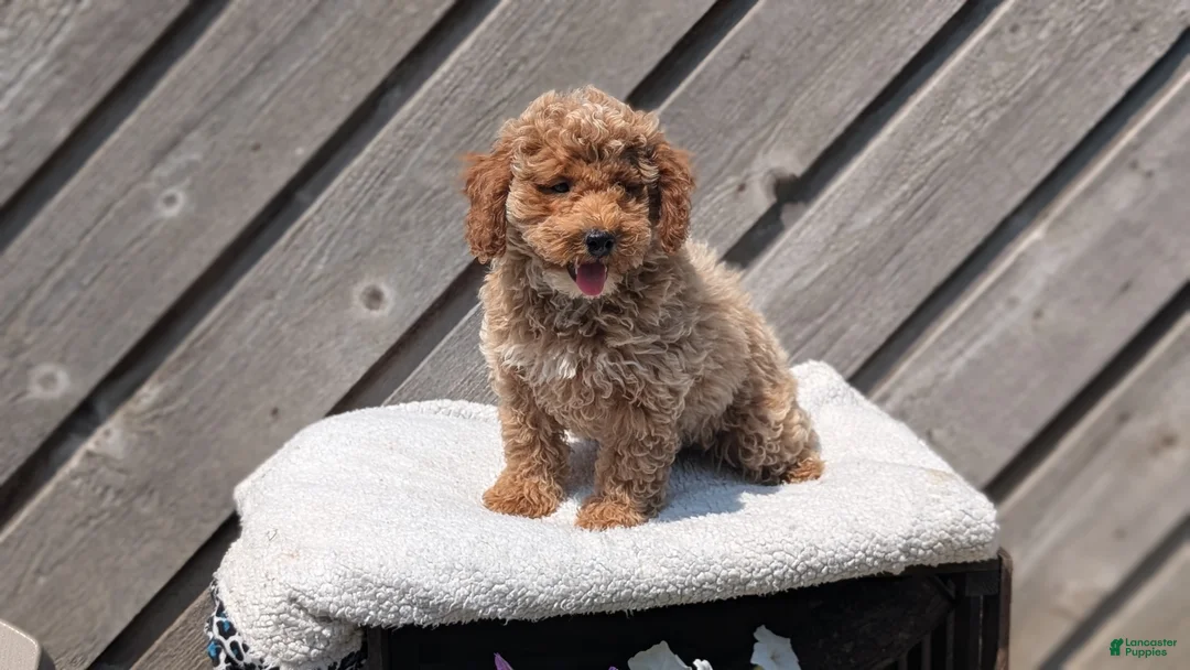 Miniature Poodle dogs for sale: Roscoe - Ad 2