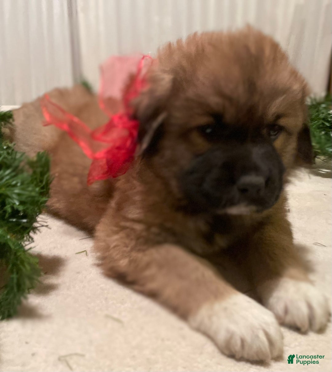 Mixed Breed dogs for sale: Blitzen: one of Santa’s Rein-puppies - Ad 2