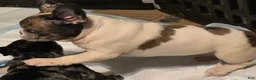 French Bulldog dogs for sale: French Bulldog Puppy 1 - Ad 5