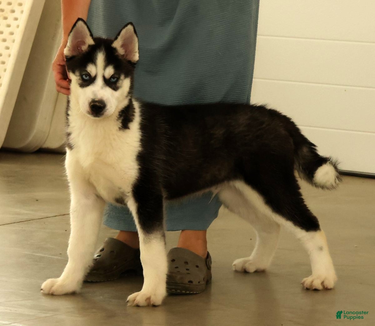 Siberian Husky dogs Loyal - Ad 1