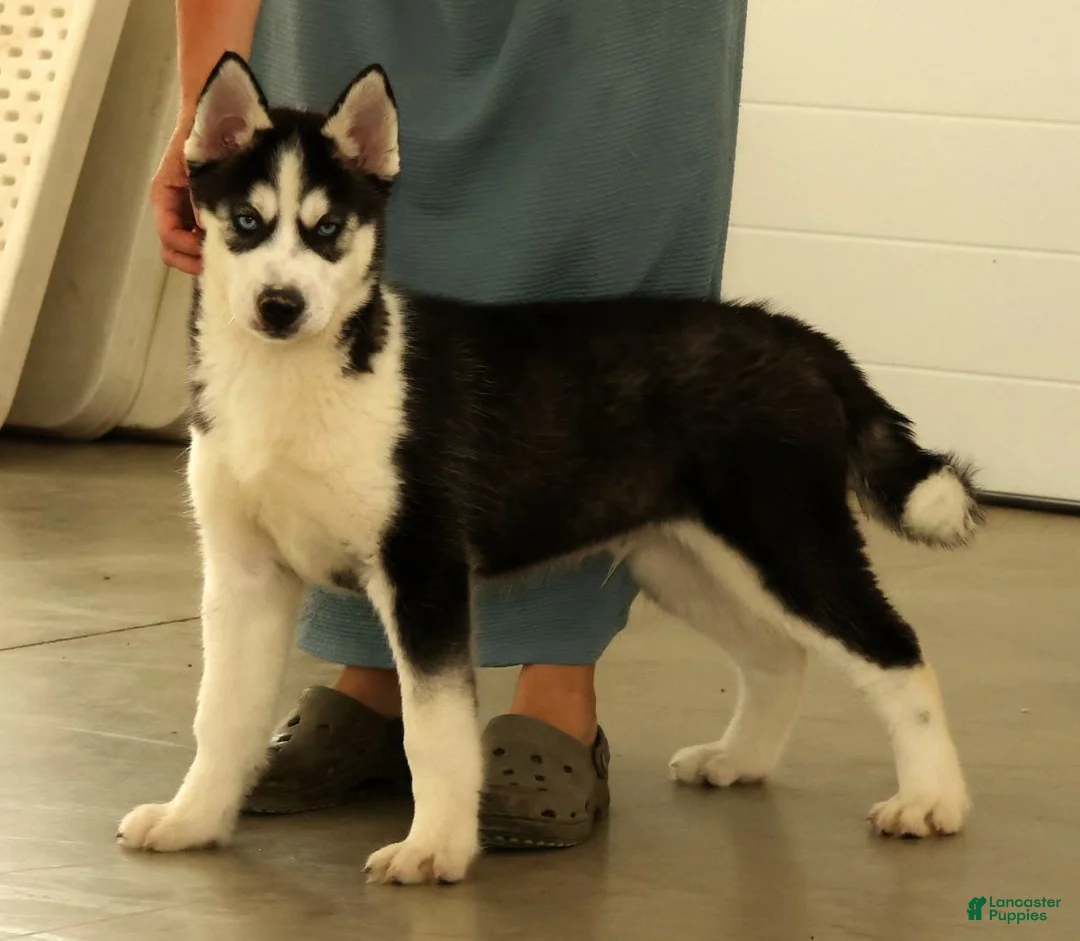 Siberian Husky dogs for sale: Loyal - Ad 1