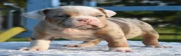 Mixed Breed dogs for sale: Maggie mini hybrid bulldog  - Ad 19