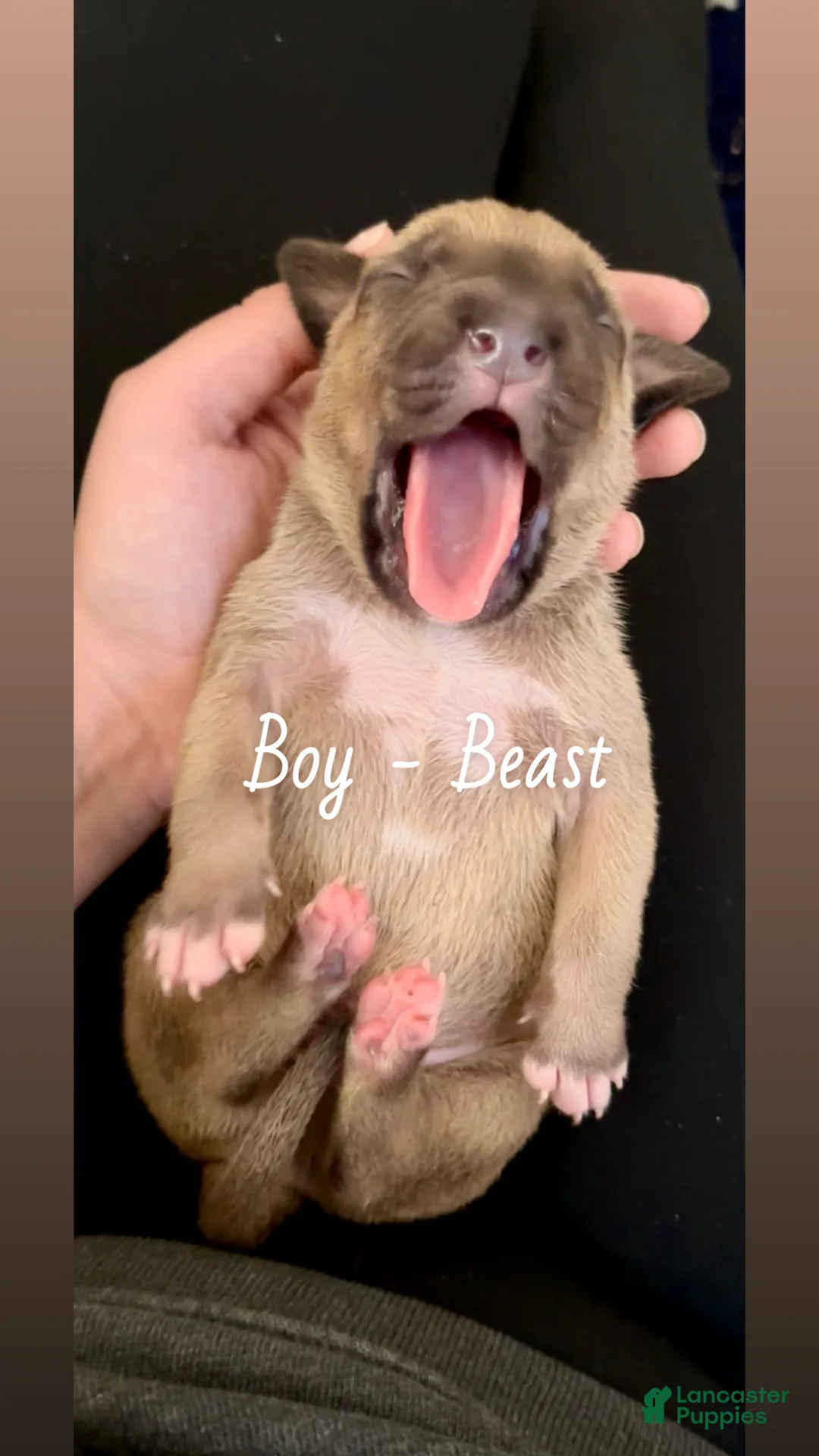 Mixed Breed dogs for sale: Anna 💜 - Ad 9