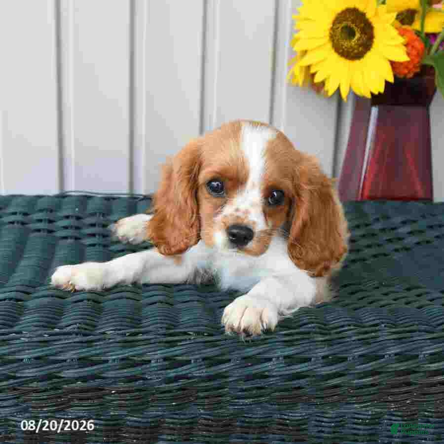 Cavalier King Charles Spaniel dogs Bentley - Ad 1