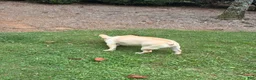 French Bulldog dogs for sale: French Bulldog 1 - Ad 2