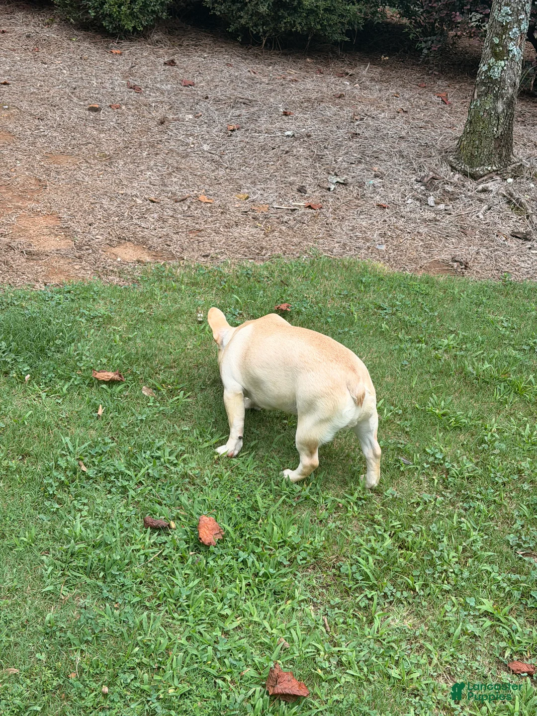 French Bulldog dogs for sale: French Bulldog 1 - Ad 2