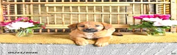 Golden Shepherd dogs for sale: Roxy - Ad 8