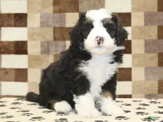 Mini Bernedoodle dogs Diego - Ad 33