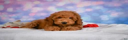 Miniature Poodle dogs for sale: Jack - Ad 5