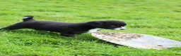 Mixed Breed dogs for sale: Little Guy - Ad 5