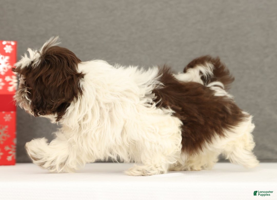Shih Tzu dogs for sale: Elmo - Ad 7