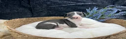 Italian Greyhound dogs for sale: Italian Greyhound 3 - Ad 3