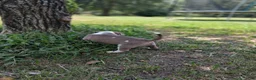 American Bully dogs for sale: American Bully 1 - Ad 10