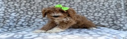 Cavapoo dogs for sale: Willow - Ad 6