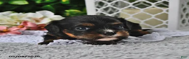 Bitty