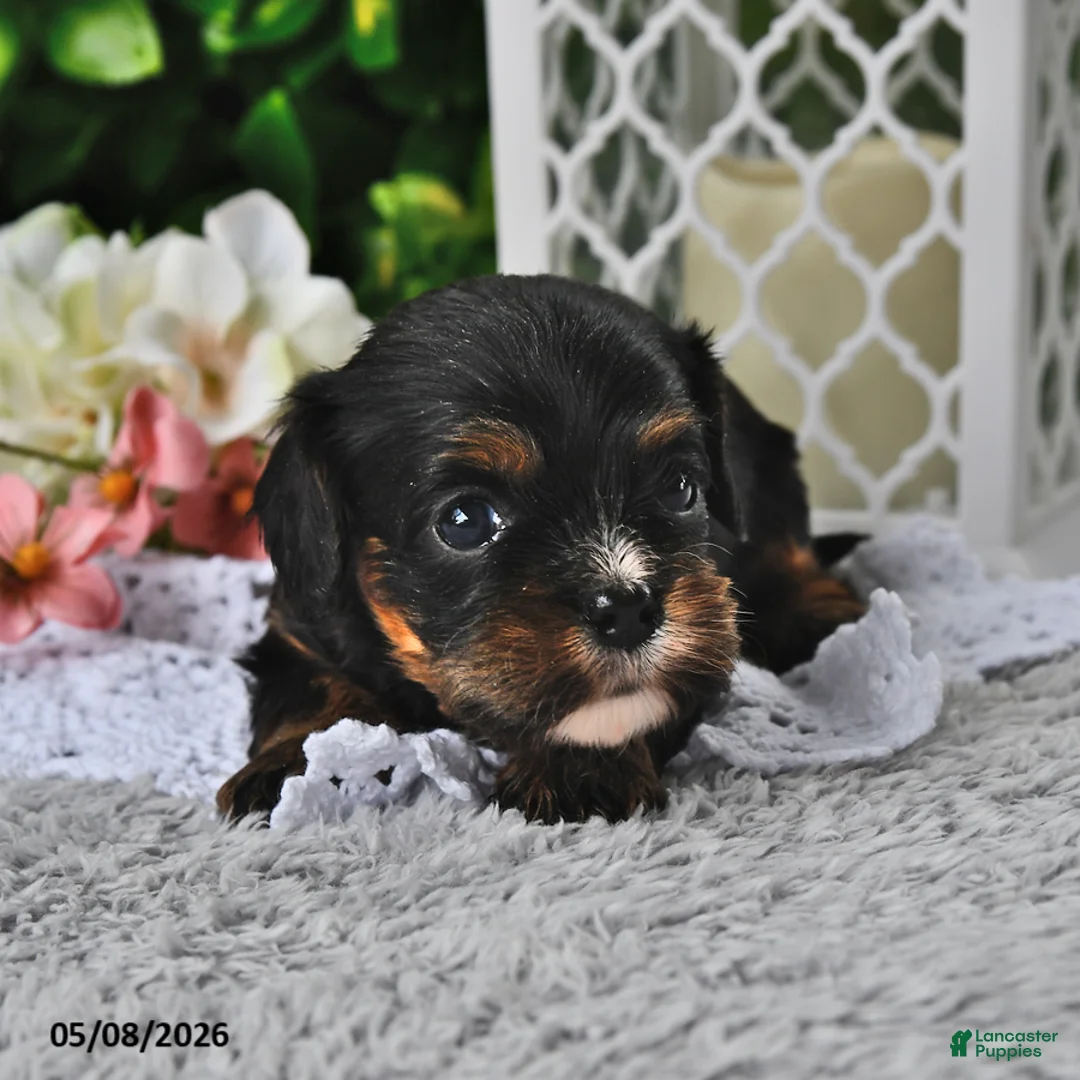 Cavachon dogs for sale: Bitty - Ad 1