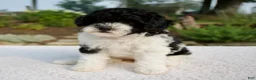 Cavapoo dogs for sale: Basil - Ad 4