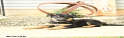 German Shepherd dogs for sale: Ludwig - Ad 4