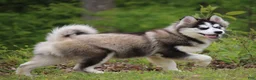 Pomsky dogs for sale: Easton - Ad 3