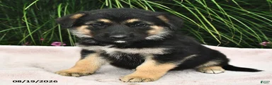 Eskimo