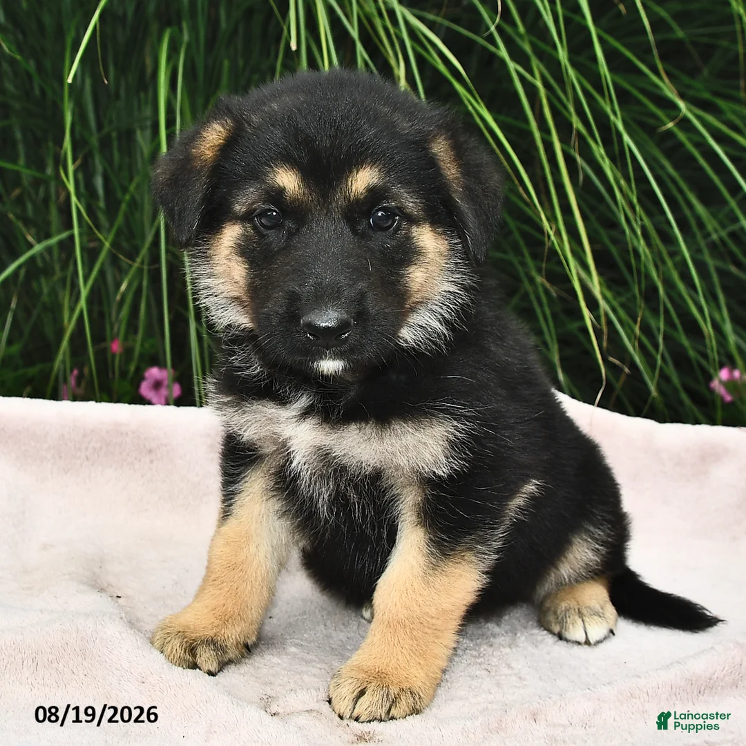 Mixed Breed dogs for sale: Eskimo - Ad 1