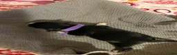 Mixed Breed dogs for sale: Purple - Ad 2