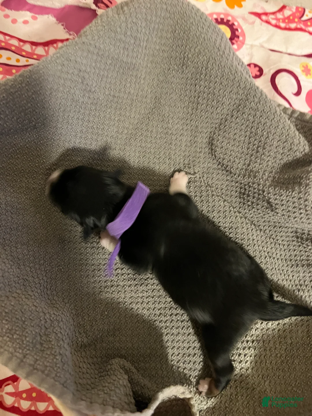 Mixed Breed dogs for sale: Purple - Ad 2