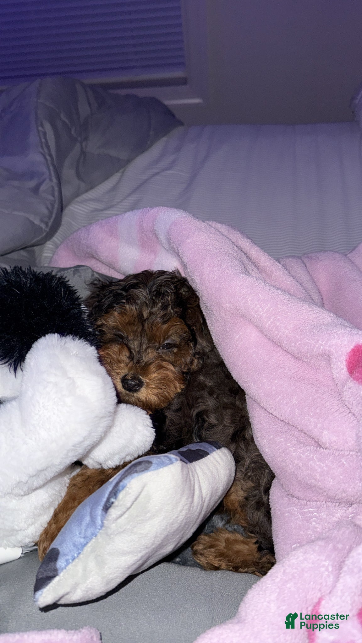 Yorkiepoo dogs for sale: Yorkiepoo Puppy 1 - Ad 1