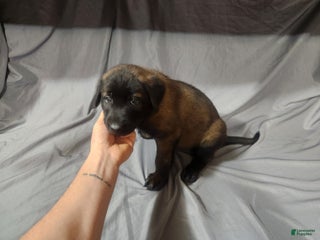 Belgian Malinois dogs - Ad 31