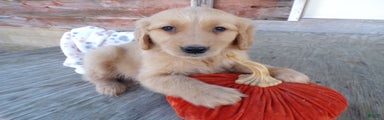 Golden Retriever Puppy 4 Sunshine