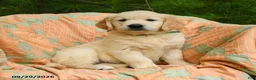 Golden Retriever dogs for sale: Holly - Ad 3