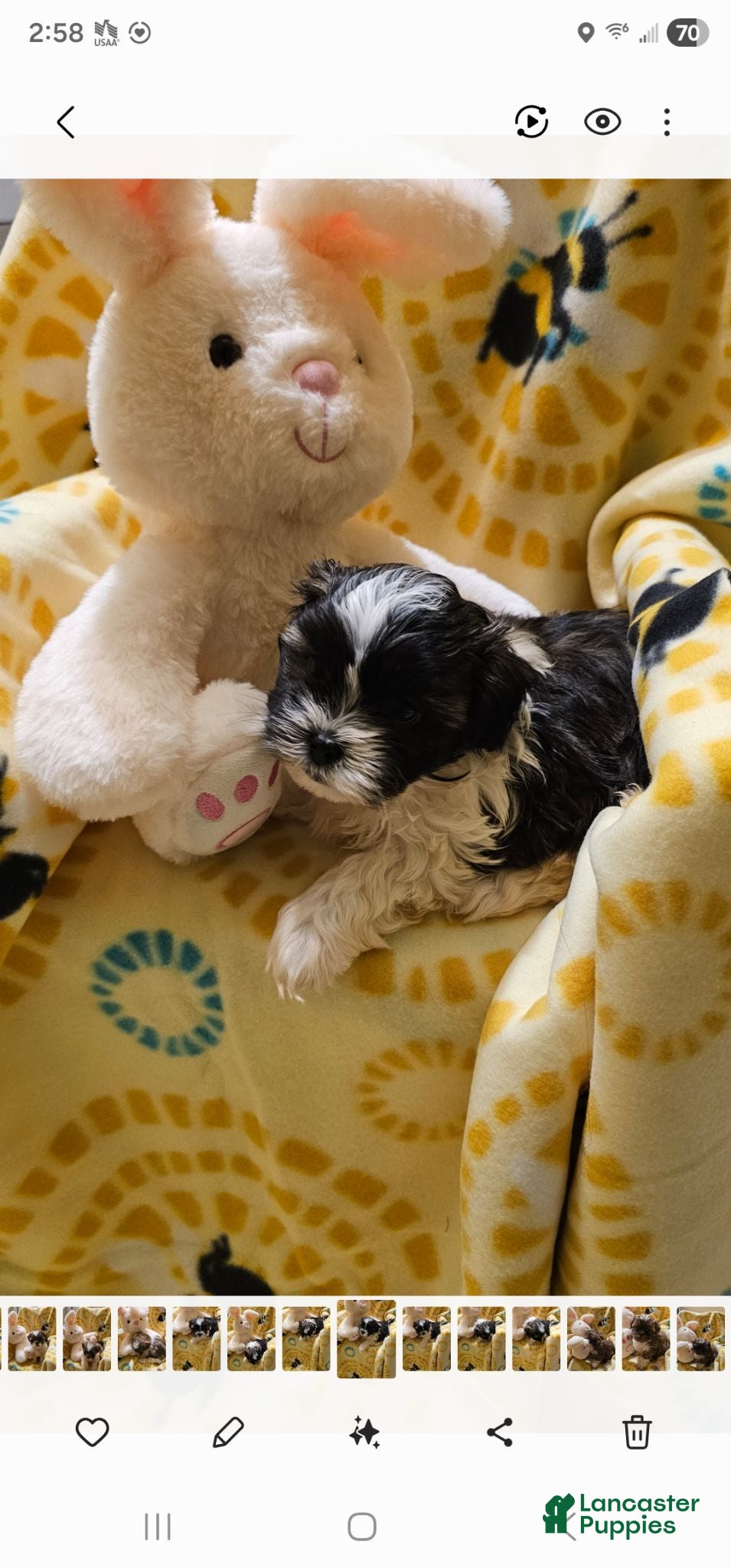 Shih Tzu dogs Rudy - Ad 1