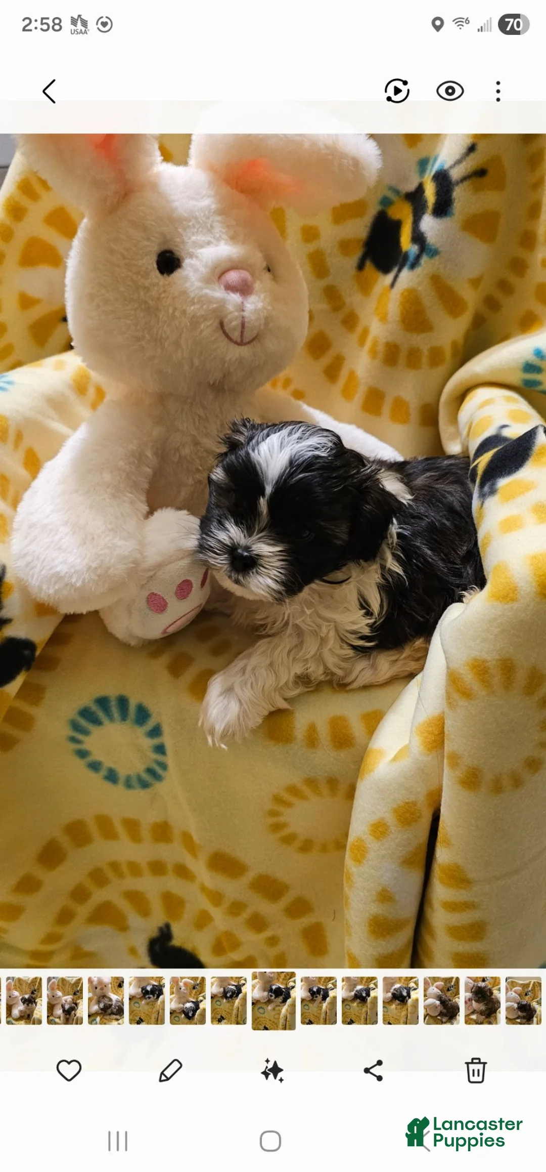 Shih Tzu dogs for sale: Rudy - Ad 1