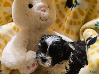 Shih Tzu dogs for sale: Rudy - Ad 2